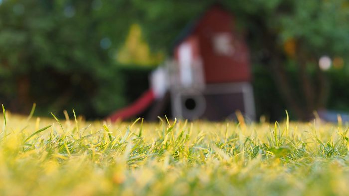 Garden grass.