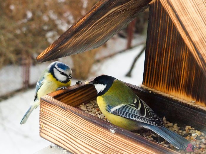 Blue tits on a bird feeder box