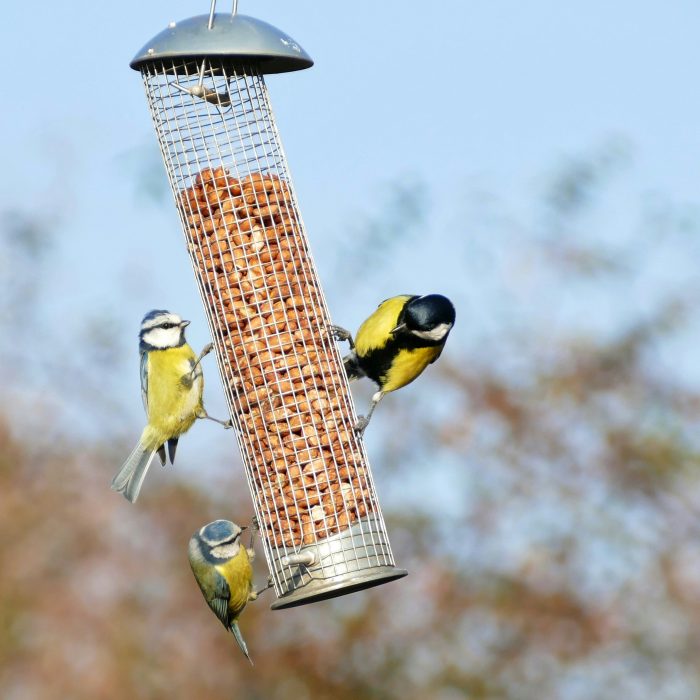 Blue tits on a nut feeder hanger