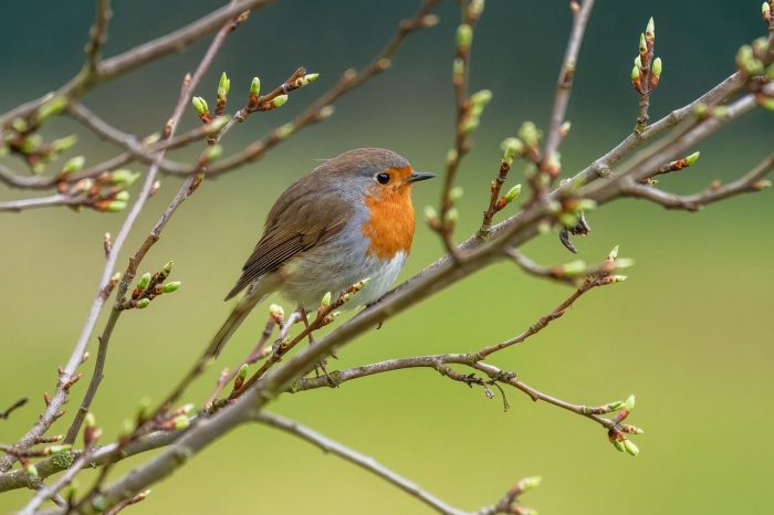 A robin perched on a branch